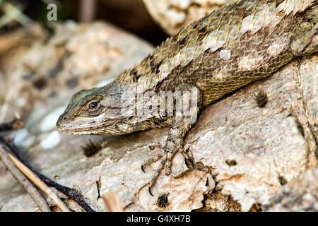 Texas lucertola spinosa (Sceloporus olivaceus) - Camp Lula Sams - Brownsville, Texas USA Foto Stock