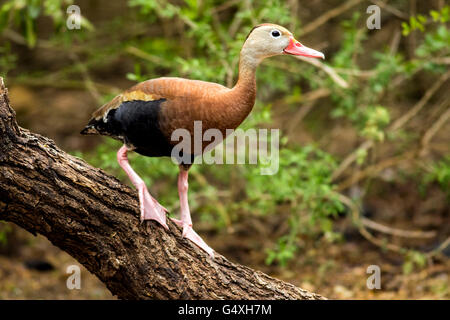 Black-Bellied Whistling-Duck - Camp Lula Sams - Brownsville, Texas USA Foto Stock