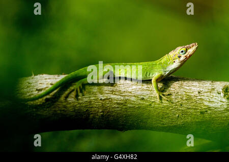 Carolina Anole (Anolis carolinensis) - Camp Lula Sams, Brownsville, Texas, Stati Uniti d'America Foto Stock