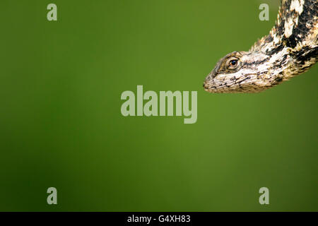 Texas lucertola spinosa (Sceloporus olivaceus) - Camp Lula Sams - Brownsville, Texas USA Foto Stock