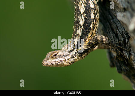 Texas lucertola spinosa (Sceloporus olivaceus) - Camp Lula Sams - Brownsville, Texas USA Foto Stock