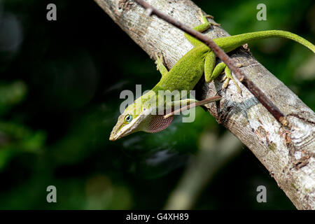 Carolina Anole (Anolis carolinensis) - Camp Lula Sams, Brownsville, Texas, Stati Uniti d'America Foto Stock