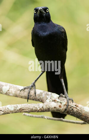 Grande maschio-tailed Grackle (Quiscalus mexicanus) - Camp Lula Sams, Brownsville, Texas USA Foto Stock