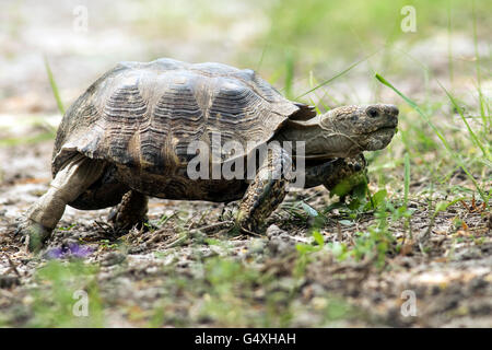 Texas tartaruga (Gopherus berlandieri) - Camp Lula Sams - Brownsville, Texas USA Foto Stock