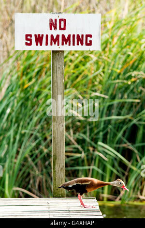 Black-Bellied Whistling-Duck da nessun segno di nuoto - Camp Lula Sams - Brownsville, Texas USA Foto Stock