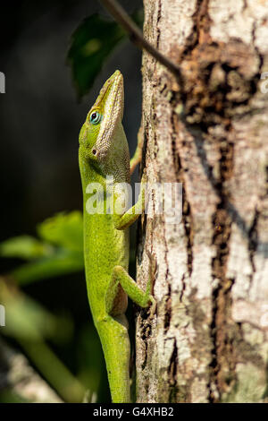 Carolina Anole (Anolis carolinensis) - Camp Lula Sams, Brownsville, Texas, Stati Uniti d'America Foto Stock
