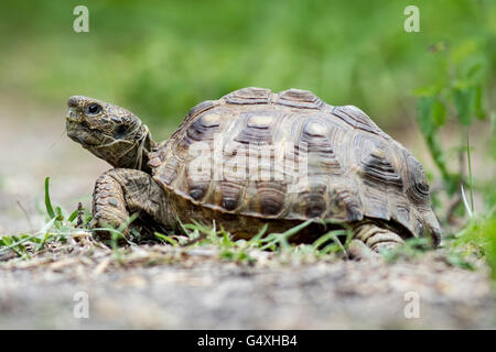 Texas tartaruga (Gopherus berlandieri) - Camp Lula Sams - Brownsville, Texas USA Foto Stock