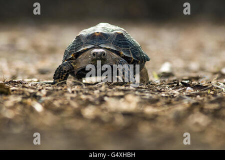 Texas tartaruga (Gopherus berlandieri) - Camp Lula Sams - Brownsville, Texas USA Foto Stock