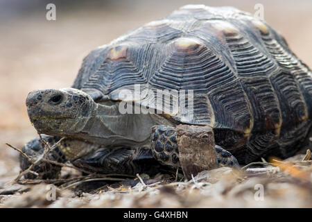 Texas tartaruga (Gopherus berlandieri) - Camp Lula Sams - Brownsville, Texas USA Foto Stock