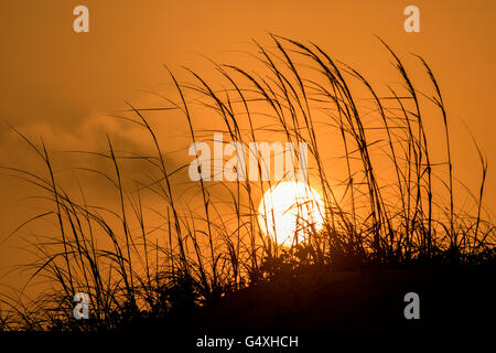 Tramonto nelle dune su South Padre Island, Texas, Stati Uniti d'America Foto Stock