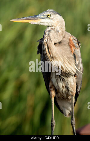 Airone blu - World Birding Center - South Padre Island, Texas, Stati Uniti d'America Foto Stock