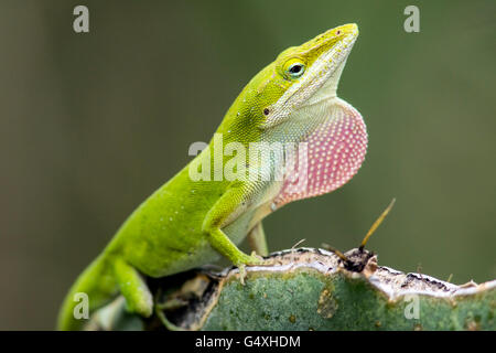 Carolina Anole (Anolis carolinensis) - Camp Lula Sams, Brownsville, Texas, Stati Uniti d'America Foto Stock