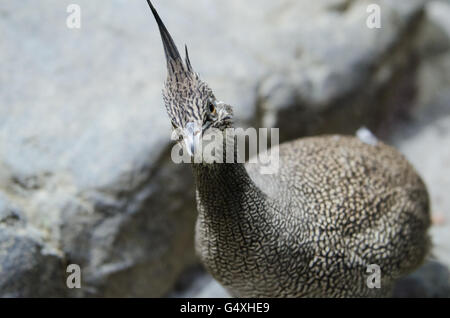 Elegante Crested-Tinamou dire ciao Foto Stock