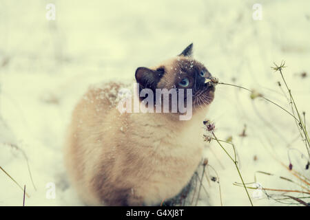 Cat a piedi nella neve Foto Stock