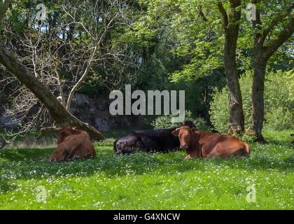 Bestiame al Elterwater, nel distretto del lago, Cumbria, Inghilterra Foto Stock