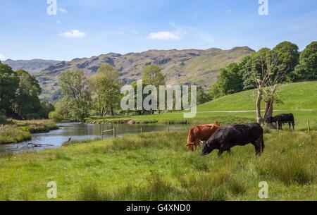 Bestiame al Elterwater, nel distretto del lago, Cumbria, Inghilterra Foto Stock