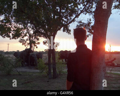 Lo Zimbabwe, Matabeleland North, Hwange, Parco Nazionale di Hwange, elefanti occhio Lodge, elefanti di bere fuori della piscina Foto Stock