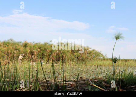 Il Botswana, Northwest Ngamiland North, Okavango Delta, sulla spedizione Mokoro Foto Stock