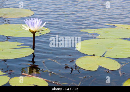 Il Botswana, Northwest Ngamiland North, Okavango Delta, in Mokoro Expedition - giglio di acqua Foto Stock