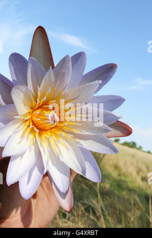 Il Botswana, Northwest Ngamiland North, Okavango Delta, in Mokoro Expedition - Close-up di un giglio di acqua blossom Foto Stock