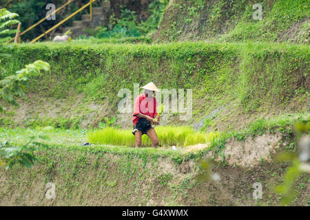 Indonesia, Bali, Badung, Jatiluwih, la gente del posto di lavoro alle terrazze di riso Foto Stock