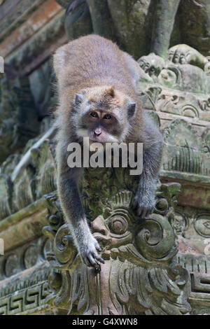 Indonesia, Bali, Badung, scimmia nella Sangeh Monkey Forest con tempio complesso Foto Stock