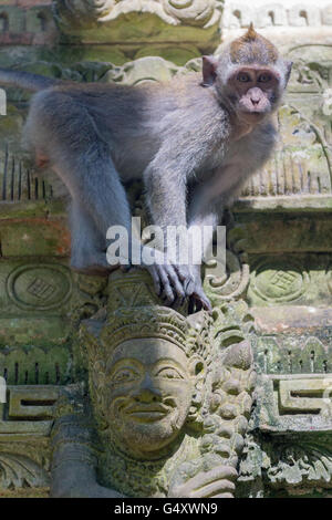 Indonesia, Bali, Badung, scimmia nella Sangeh Monkey Forest con tempio complesso Foto Stock