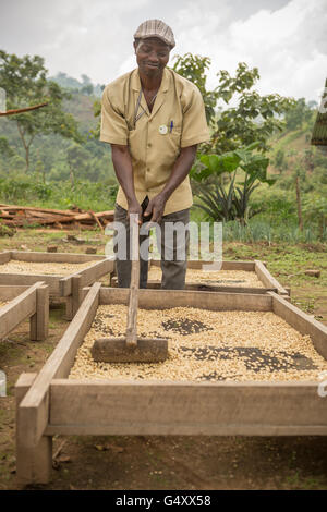 I chicchi di caffè sono ordinati ed essiccato su letti di essiccazione da parte degli agricoltori ad una cooperativa in Kasese District, Uganda. Foto Stock