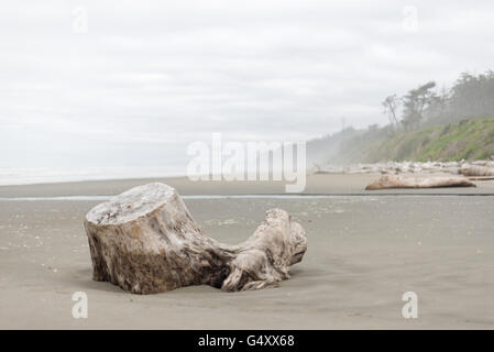 Stati Uniti d'America, Washington, Tolovana Beach, un ceppo di albero sulla spiaggia Foto Stock