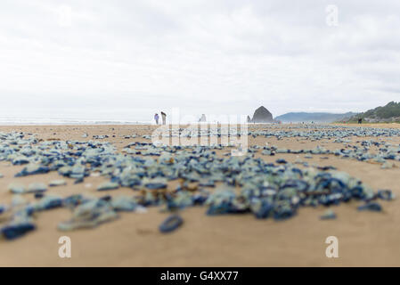 Stati Uniti d'America, Oregon, Cannon Beach, Velella velella meduse sulla spiaggia Foto Stock