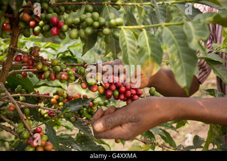 Ciliegie di caffè vengono raccolte da una fattoria del Rwenzori Mountains, Uganda, Africa orientale. Foto Stock