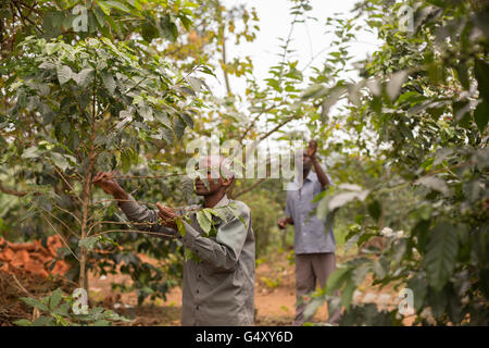 Ciliegie di caffè vengono raccolte dalle aziende agricole del Rwenzori Mountains, Uganda, Africa orientale. Foto Stock