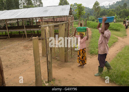Appena raccolto ciliegie di caffè vengono portati ad un agricoltore e la Cooperativa per lo smistamento e il controllo di qualità in Uganda. Foto Stock