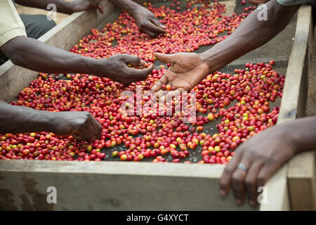 Appena raccolto ciliegie di caffè vengono portati ad un agricoltore e la Cooperativa per lo smistamento e il controllo di qualità in Uganda. Foto Stock