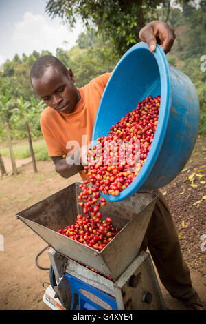 Un agricoltore si riversa appena raccolti ciliegie di caffè in un pulper meccanizzata in corrispondenza di una stazione di lavorazione in Kasese District, Uganda. Foto Stock