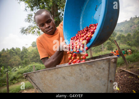 Un agricoltore si riversa appena raccolti ciliegie di caffè in un pulper meccanizzata in corrispondenza di una stazione di lavorazione in Kasese District, Uganda. Foto Stock