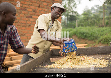 Lavoratori freschi di lavaggio i chicchi di caffè come vengono rimossi anche da vasche di fermentazione presso un piccolo produttore di caffè in Kasese, Uganda. Foto Stock