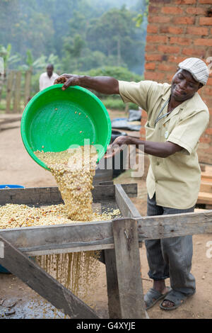 Lavoratori freschi di lavaggio i chicchi di caffè come vengono rimossi anche da vasche di fermentazione presso un piccolo produttore di caffè in Kasese, Uganda. Foto Stock