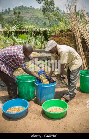 Lavoratori freschi di lavaggio i chicchi di caffè come vengono rimossi anche da vasche di fermentazione presso un piccolo produttore di caffè in Kasese, Uganda. Foto Stock