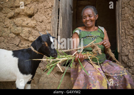 Capre sono allevati in Kasese District, Uganda, Africa orientale. Foto Stock