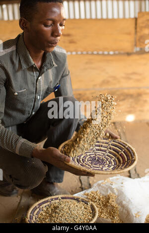 Un lavoratore di magazzino winnows un campione di caffè ad un deposito di caffè in Kasese, Uganda. Foto Stock