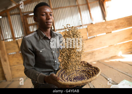 Un lavoratore di magazzino winnows un campione di caffè ad un deposito di caffè in Kasese, Uganda. Foto Stock