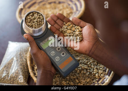 Un campione di caffè viene misurata con un contenuto di umidità misuratore a un produttore di caffè dal magazzino in Kasese, Uganda. Foto Stock