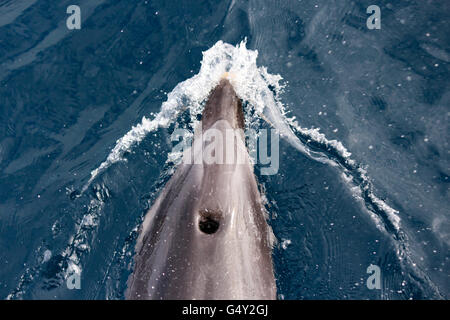 Nuova Zelanda, Isola del nord, Northland e Pahia, Baia delle Isole, Dolphin Tour Foto Stock