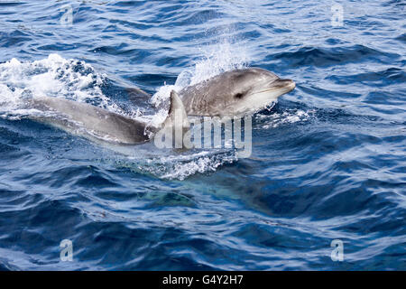 Nuova Zelanda, Isola del nord, Northland e Pahia, Baia delle Isole, Dolphin Tour Foto Stock