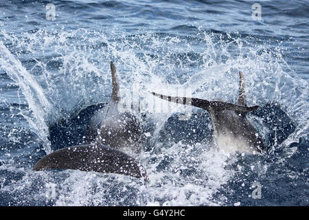 Nuova Zelanda, Isola del nord, Northland e Pahia, Baia delle Isole, Dolphin Tour Foto Stock