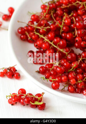 Ribes rosso bacche appena raccolto dal giardino Foto Stock