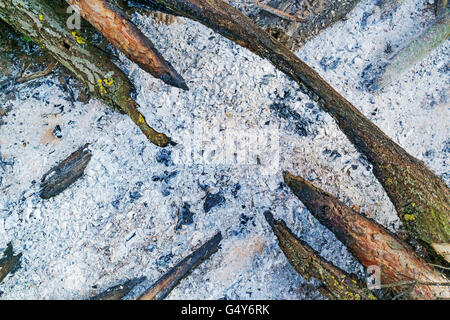 Nella foto - grigio-azzurro cenere, non completamente bruciato rami di alberi. Foto Stock