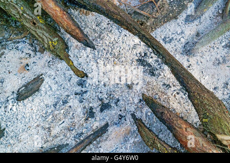 Nella foto - grigio-azzurro cenere, non completamente bruciato rami di alberi. Foto Stock