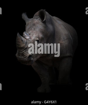 Rinoceronte bianco, quadrato-rhinoceros a labbro in uno sfondo scuro Foto Stock